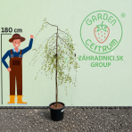 Breza previsnutá (Betula Alba pendula) ´YOUNGII´ - výška 180-190 cm, kont. C20L - NA KMIENKU